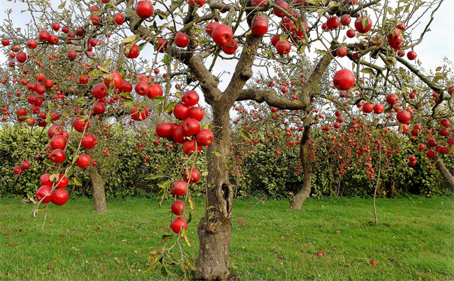 обрезанные яблони